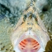 leaffish_white_han_baa_v_0010_mal0312.jpg
